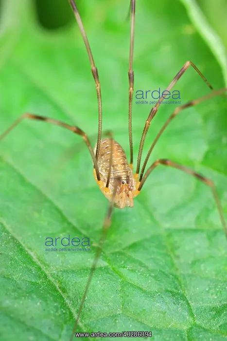 : 80199376 Harvestman - on leaf Norfolk, UK Phalangium : 80199376 Harvestman - on leaf Norfolk, UK Phalangium