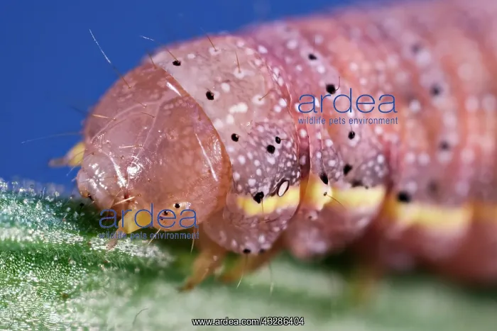 : 80199377 Bright-line Brown-eye Moth - caterpillar : 80199377 Bright-line Brown-eye Moth - caterpillar