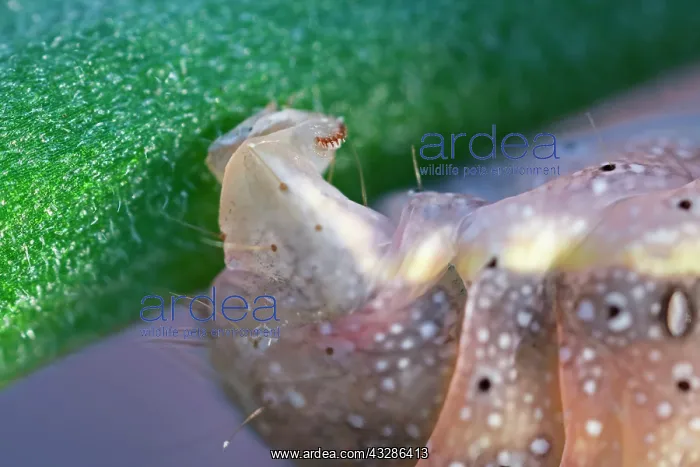 : 80199378 Bright-line Brown-eye Moth - caterpillar : 80199378 Bright-line Brown-eye Moth - caterpillar