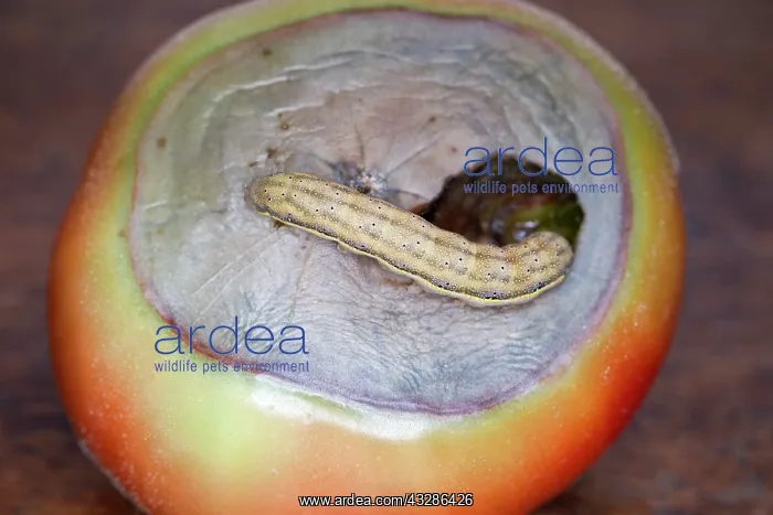 : 80199379 Bright-line Brown-eye Moth - caterpillar : 80199379 Bright-line Brown-eye Moth - caterpillar
