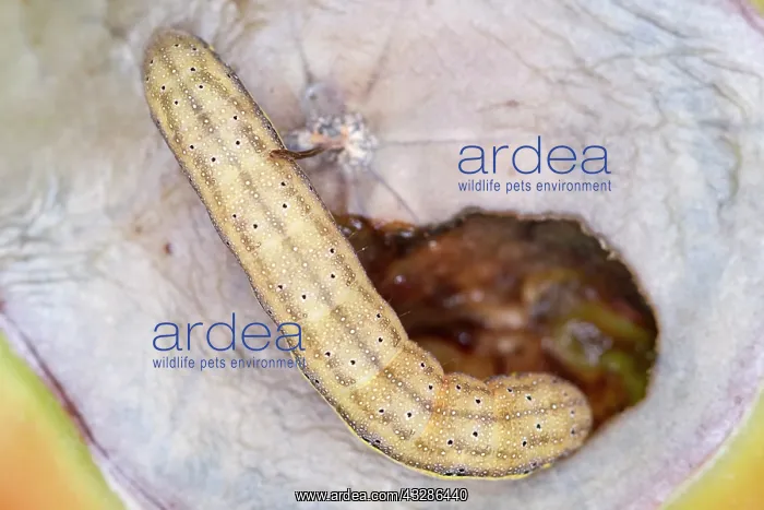 : 80199380 Bright-line Brown-eye Moth - caterpillar : 80199380 Bright-line Brown-eye Moth - caterpillar