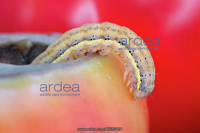 : 80199381 Bright-line Brown-eye Moth - caterpillar : 80199381 Bright-line Brown-eye Moth - caterpillar