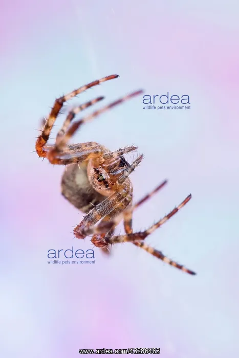 : 80199382 Garden Spider - on web Norfolk, UK Araneus : 80199382 Garden Spider - on web Norfolk, UK Araneus
