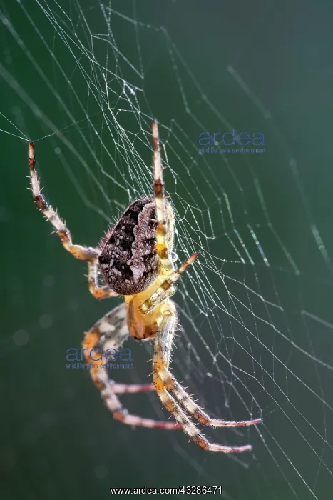 : 80199383 Garden Spider - on web Norfolk, UK Araneus : 80199383 Garden Spider - on web Norfolk, UK Araneus