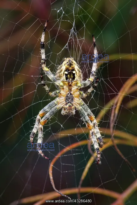 : 80199384 Garden Spider - on web Norfolk, UK Araneus : 80199384 Garden Spider - on web Norfolk, UK Araneus