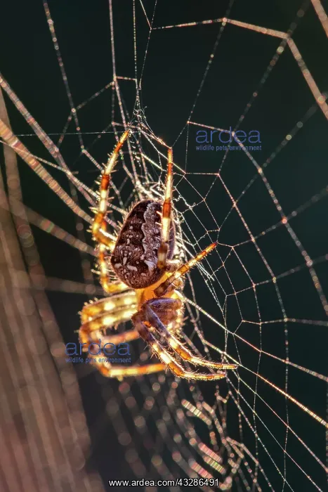 : 80199385 Garden Spider - on web Norfolk, UK Araneus : 80199385 Garden Spider - on web Norfolk, UK Araneus