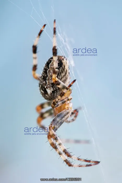 : 80199386 Garden Spider - on web Norfolk, UK Araneus : 80199386 Garden Spider - on web Norfolk, UK Araneus