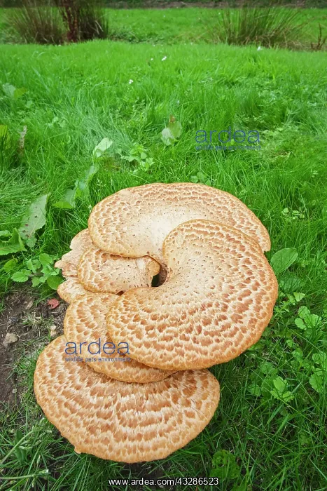 : 80199388 Dryad's Saddle - growing on rotting stump : 80199388 Dryad's Saddle - growing on rotting stump
