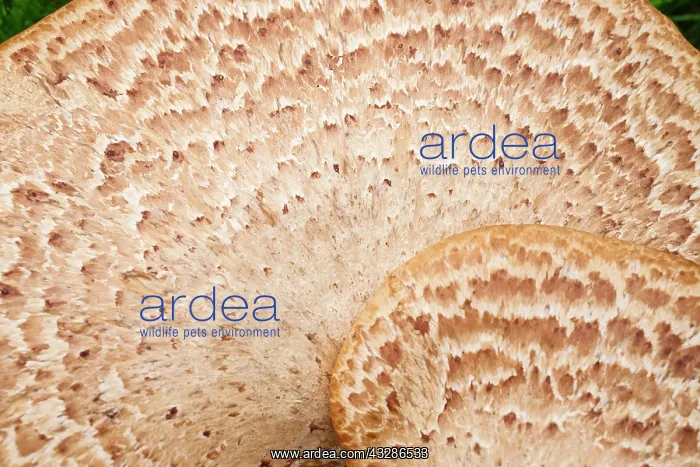 : 80199389 Dryad's Saddle Norfolk, UK Polyporus squamosus : 80199389 Dryad's Saddle Norfolk, UK Polyporus squamosus