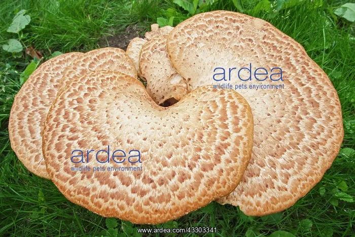 : 80199390 Dryad's Saddle - growing on rotting stump : 80199390 Dryad's Saddle - growing on rotting stump