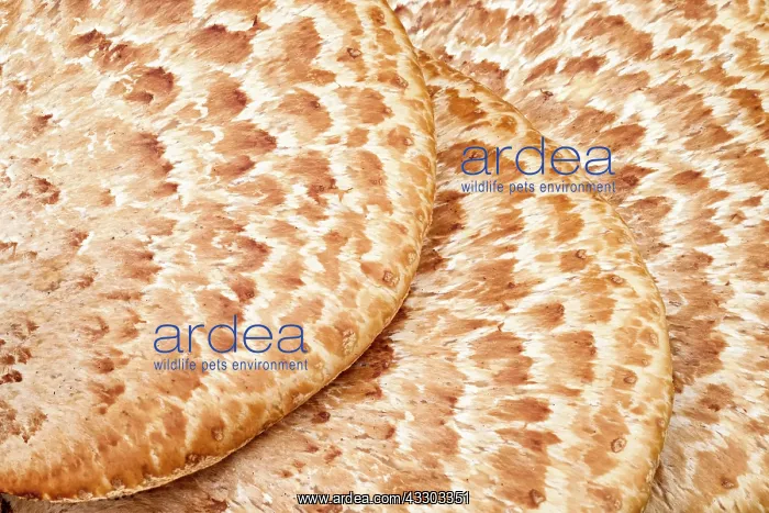 : 80199391 Dryad's Saddle Norfolk, UK Polyporus squamosus : 80199391 Dryad's Saddle Norfolk, UK Polyporus squamosus