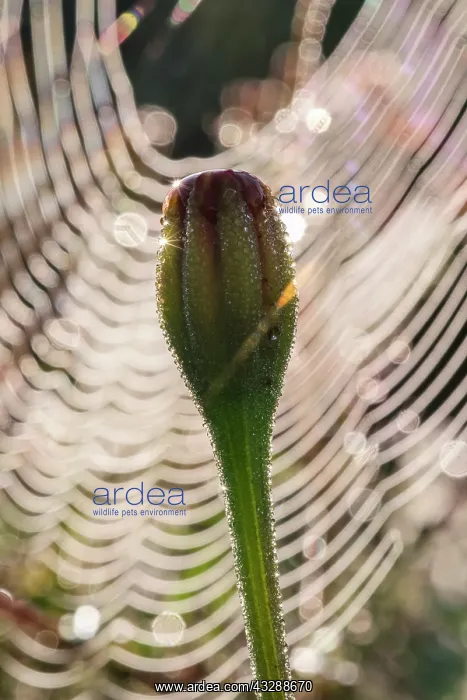 : 80199393 Garden Spider - web and Calendula bud Norfolk : 80199393 Garden Spider - web and Calendula bud Norfolk