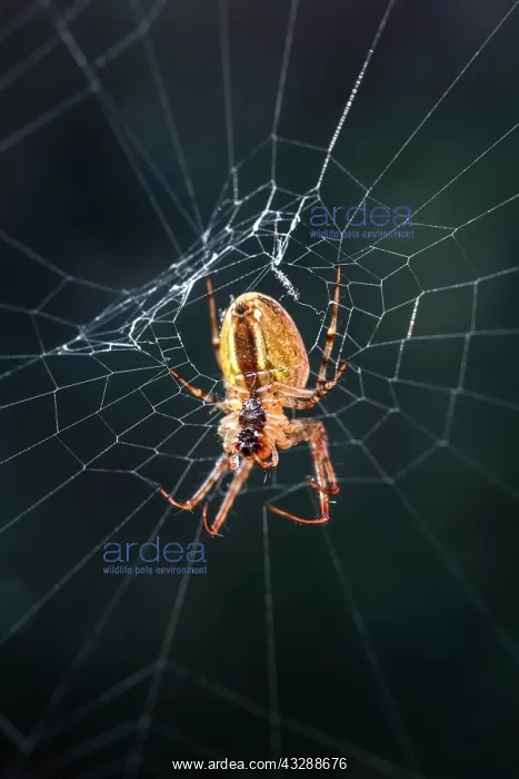 : 80199394 Garden Spider - on web Norfolk, UK Araneus : 80199394 Garden Spider - on web Norfolk, UK Araneus