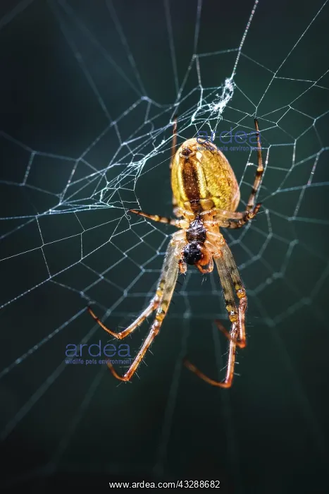 : 80199395 Garden Spider - on web Norfolk, UK Araneus : 80199395 Garden Spider - on web Norfolk, UK Araneus