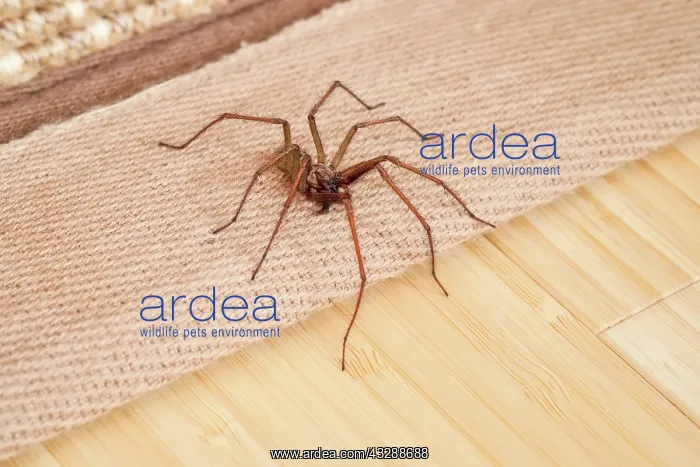 : 80199396 Giant House Spider - on floor of house : 80199396 Giant House Spider - on floor of house