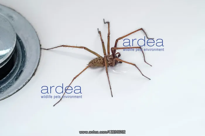  : 80199397 Giant House Spider - in sink  /  bath by