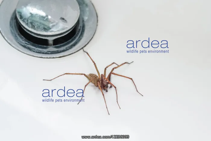 : 80199398 Giant House Spider - in sink / bath by : 80199398 Giant House Spider - in sink / bath by