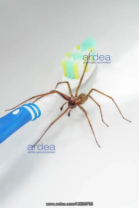  : 80199399 Giant House Spider - on toothbrush Norfolk