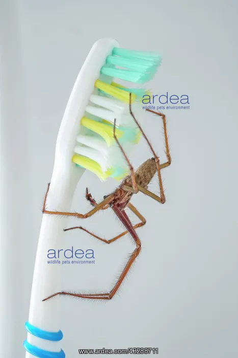 : 80199400 Giant House Spider - on toothbrush Norfolk : 80199400 Giant House Spider - on toothbrush Norfolk