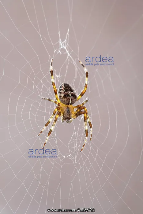 : 80199402 Garden Spider - on web Norfolk, UK Araneus : 80199402 Garden Spider - on web Norfolk, UK Araneus