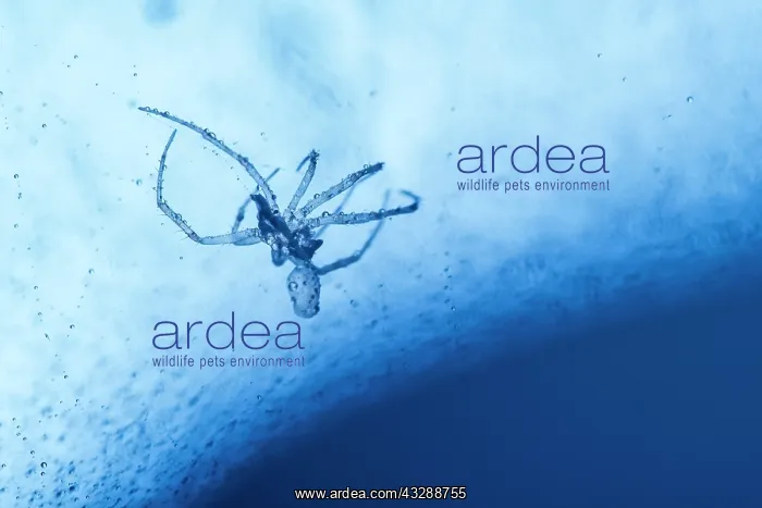 : 80199407 Platform Hammock Spider - discarded skin : 80199407 Platform Hammock Spider - discarded skin