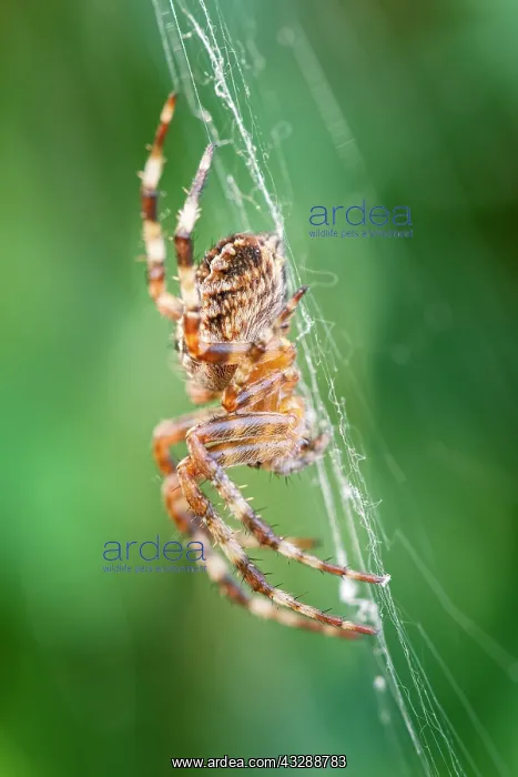 : 80199410 Garden Spider - on web Norfolk, UK Araneus : 80199410 Garden Spider - on web Norfolk, UK Araneus