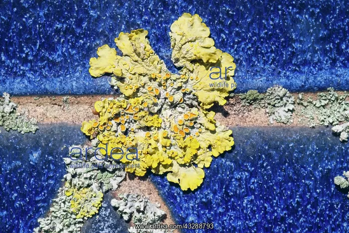 : 80199411 Common Orange Lichen - growing on unglazed : 80199411 Common Orange Lichen - growing on unglazed