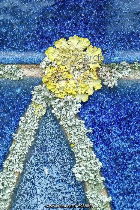 : 80199412 Common Orange Lichen - growing on unglazed