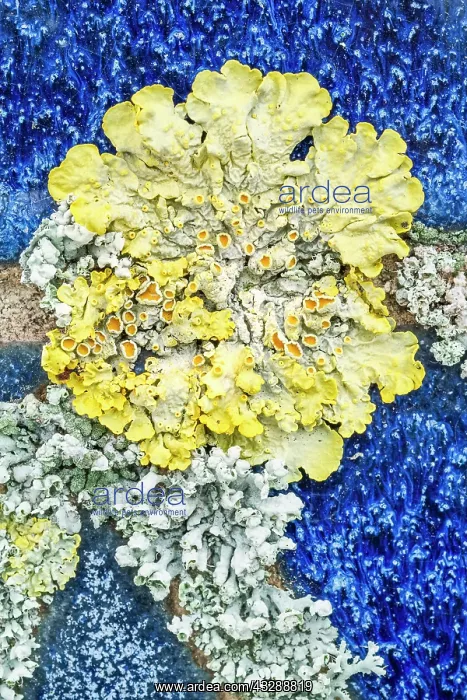 : 80199413 Common Orange Lichen - growing on unglazed : 80199413 Common Orange Lichen - growing on unglazed