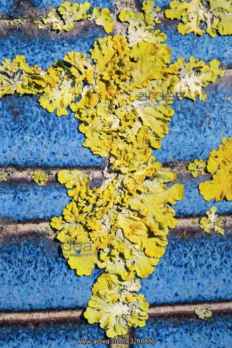 : 80199414 Common Orange Lichen - growing on unglazed : 80199414 Common Orange Lichen - growing on unglazed