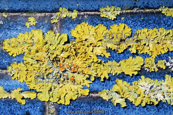 : 80199415 Common Orange Lichen - growing on unglazed : 80199415 Common Orange Lichen - growing on unglazed
