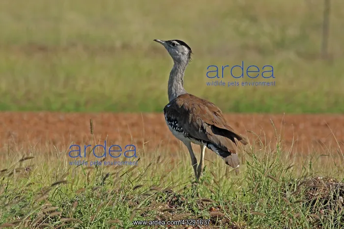 : 80199416 Australian Bustard - female Queensland : 80199416 Australian Bustard - female Queensland