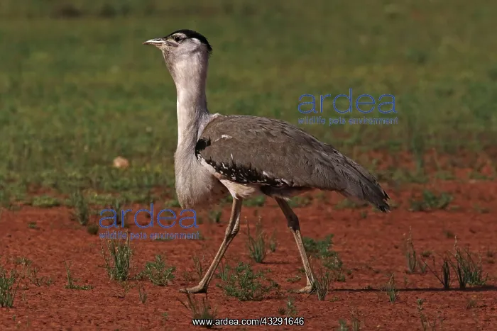 : 80199417 Australian Bustard - male Queensland, Australia : 80199417 Australian Bustard - male Queensland, Australia