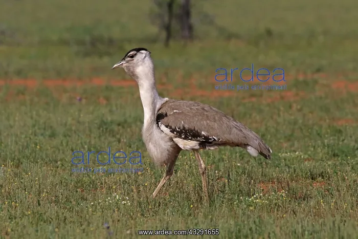 : 80199418 Australian Bustard - male Queensland, Australia : 80199418 Australian Bustard - male Queensland, Australia