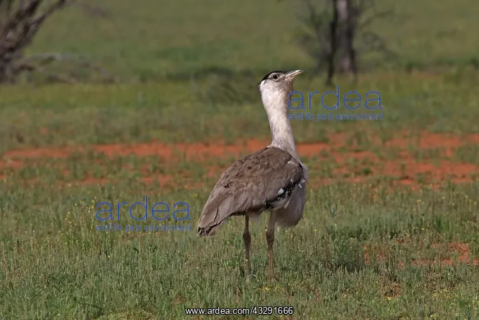 : 80199419 Australian Bustard - male Queensland, Australia : 80199419 Australian Bustard - male Queensland, Australia
