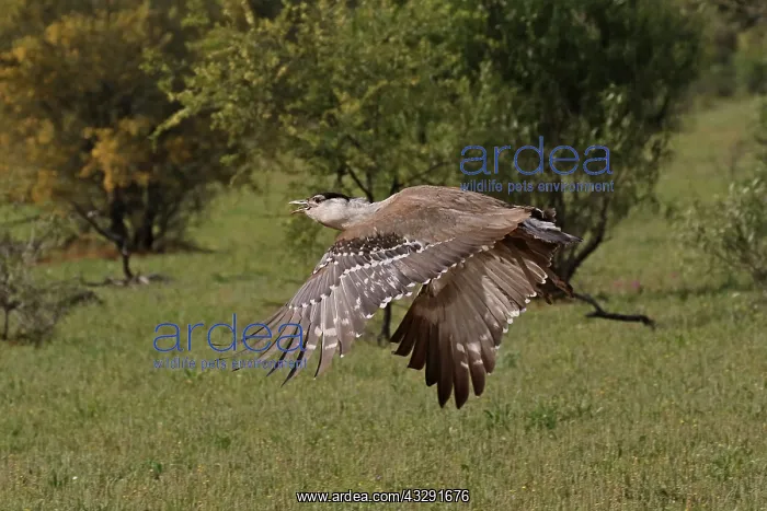 : 80199420 Australian Bustard - male in flight Queensland : 80199420 Australian Bustard - male in flight Queensland