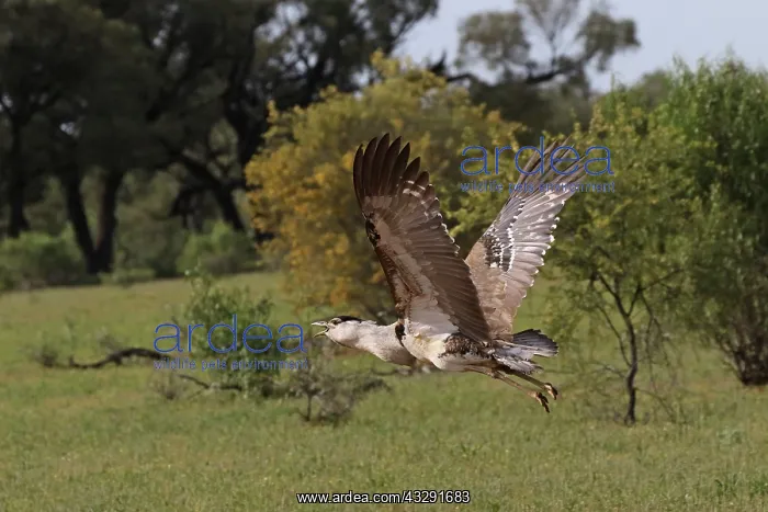 : 80199421 Australian Bustard - male in flight Queensland : 80199421 Australian Bustard - male in flight Queensland