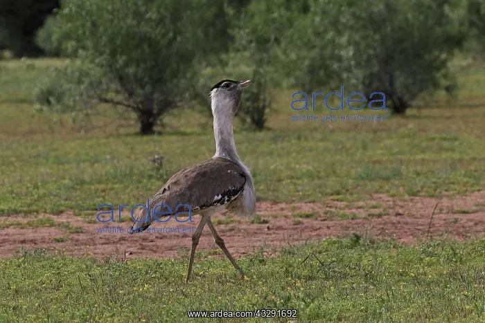 : 80199422 Australian Bustard - male Queensland, Australia : 80199422 Australian Bustard - male Queensland, Australia