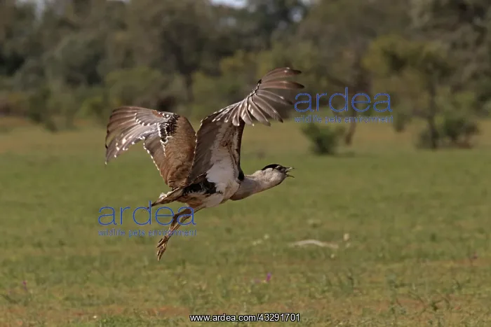 : 80199423 Australian Bustard - male in flight Queensland : 80199423 Australian Bustard - male in flight Queensland