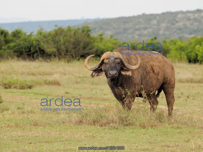 : 80199885 African Buffalo - old bull Solio Ranch : 80199885 African Buffalo - old bull Solio Ranch
