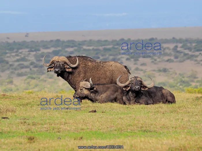 : 80199886 African Buffalo - group of bulls resting : 80199886 African Buffalo - group of bulls resting