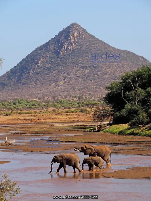 : 80199887 African Elephant - herd crossing Uaso Nyiro : 80199887 African Elephant - herd crossing Uaso Nyiro