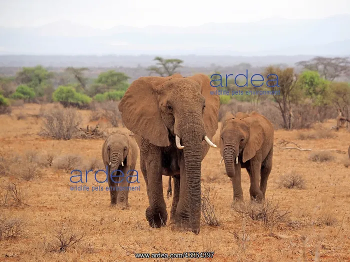 : 80199888 African Elephant - cow and calves walking : 80199888 African Elephant - cow and calves walking