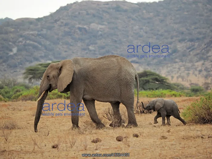 : 80199889 African Elephant - cow and calf Samburu : 80199889 African Elephant - cow and calf Samburu