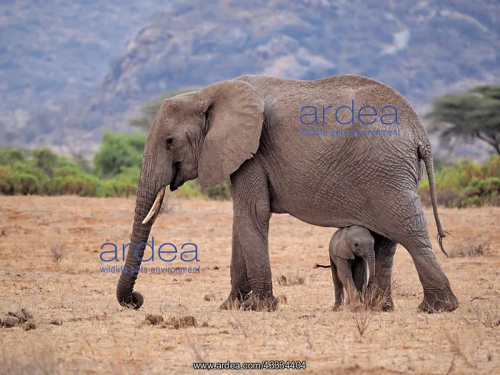 : 80199890 African Elephant - cow and calf Samburu : 80199890 African Elephant - cow and calf Samburu
