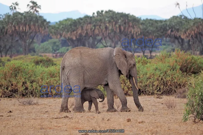 : 80199891 African Elephant - cow and calf Samburu : 80199891 African Elephant - cow and calf Samburu
