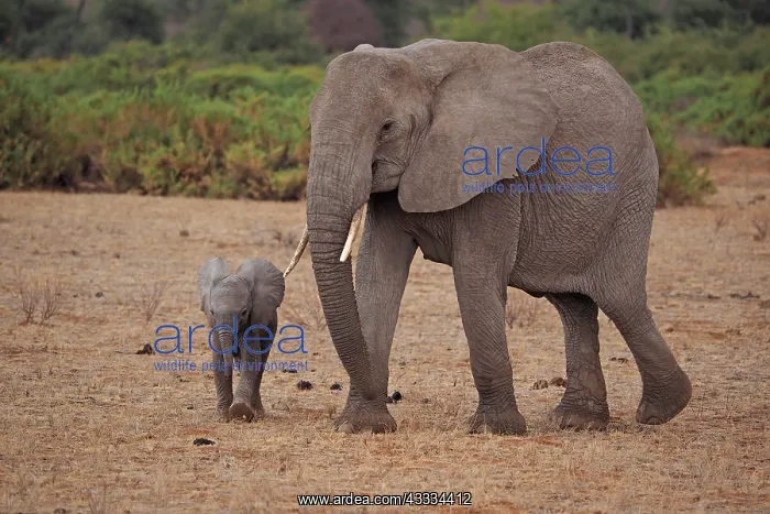 : 80199892 African Elephant - cow and calf Samburu : 80199892 African Elephant - cow and calf Samburu