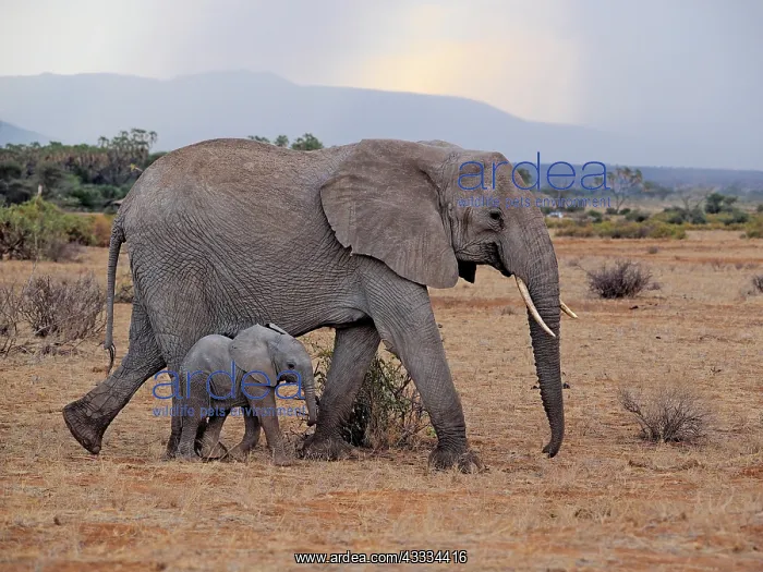 : 80199893 African Elephant - cow and calf Samburu : 80199893 African Elephant - cow and calf Samburu