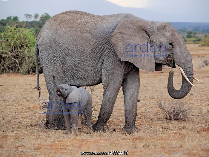 : 80199894 African Elephant - cow and calf Samburu : 80199894 African Elephant - cow and calf Samburu