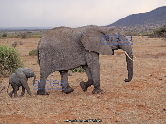 : 80199895 African Elephant - cow and calf Samburu : 80199895 African Elephant - cow and calf Samburu